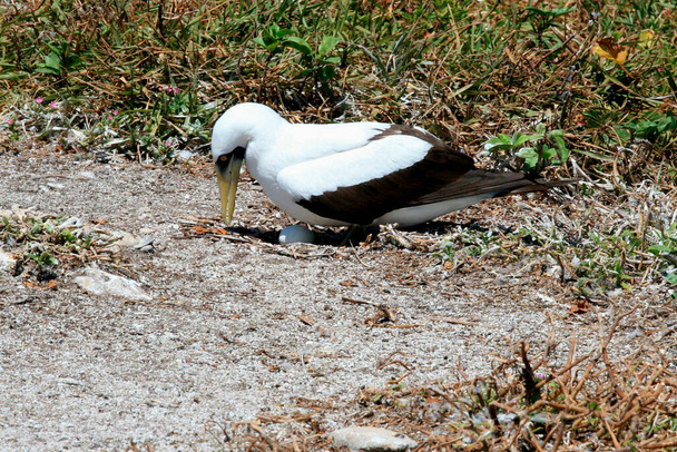 karavely, bahia / brazilsko - 10. září 2008: ptáci atoba je vidět na ostrově v Parque Marinho dos Abrolhos v jižní Bahii. - Fotografie, Obrázek