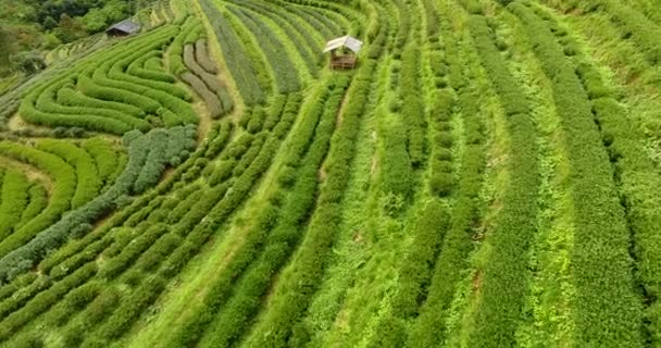 Vue aérienne de la terrasse de plantation de thé sur la montagne. - Séquence, vidéo