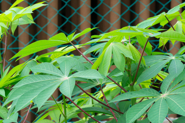 close shot of the cassava tapioca leaves. - Φωτογραφία, εικόνα