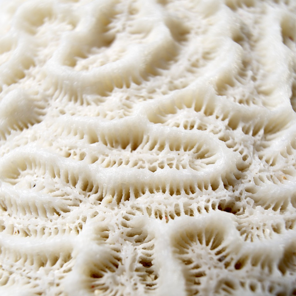 coral - Foto, afbeelding