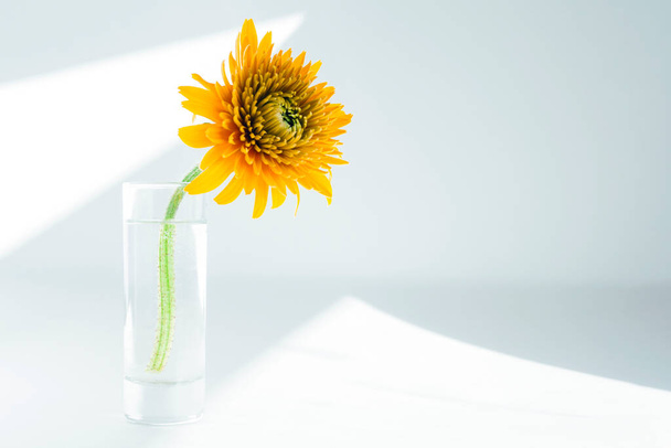 A yellow flower in a small glass vase, illuminated by the light from the window. The concept of the postcard, space to label - Photo, image