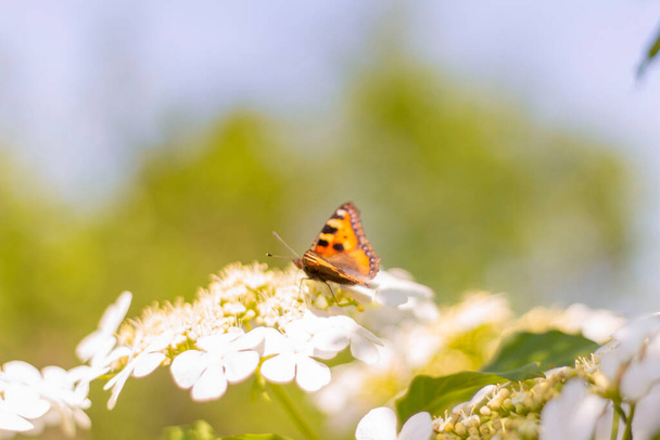 Монарх метелик. Метелик сидить на гілці з квітами в літньому саду.
. - Фото, зображення