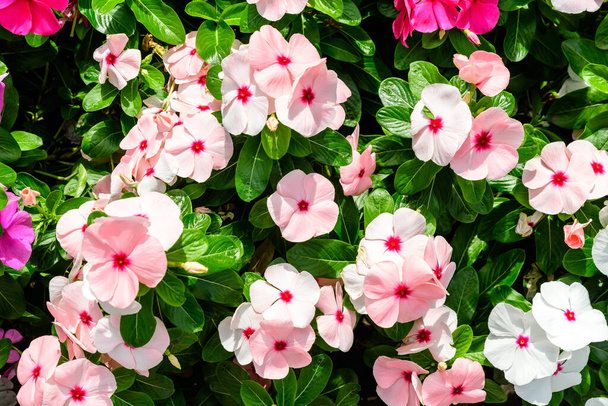 Primer plano de rosa Impatiens walleriana flores conocidas como Lizzie ocupado, bálsamo, sultana, o impacientes, en plena floración en un jardín de verano
 - Foto, imagen