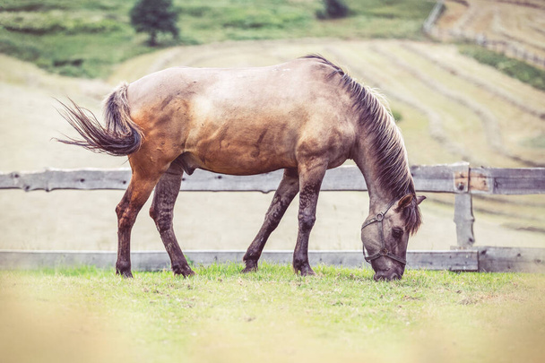 Pools Konik paard graast in een weide - Foto, afbeelding