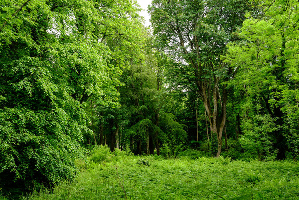 Scottish landscape with wild green trees and leaves in a forest in a sunny summer day, photographed with soft focus - Φωτογραφία, εικόνα