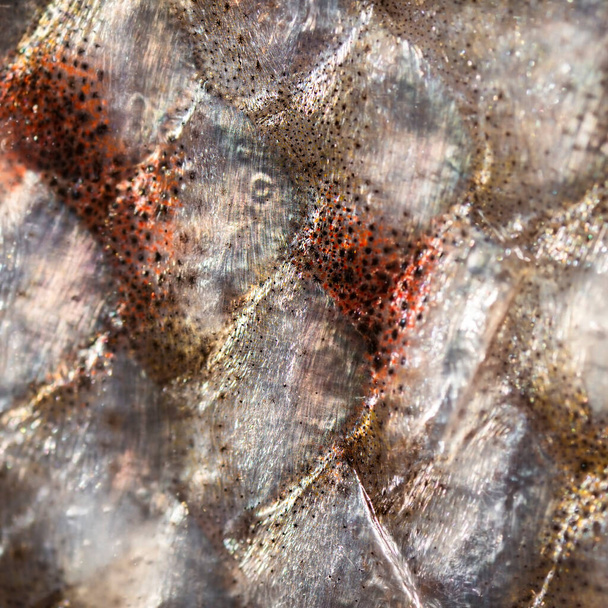 Foto macro extrema de um filé de salmão da Tasmânia. Escalas
. - Foto, Imagem