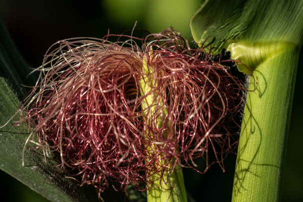 flor de milho feminino no verão na Toscana
 - Foto, Imagem