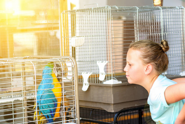Young Teen Girl Looking Colorful Parrot On Cage. - Valokuva, kuva