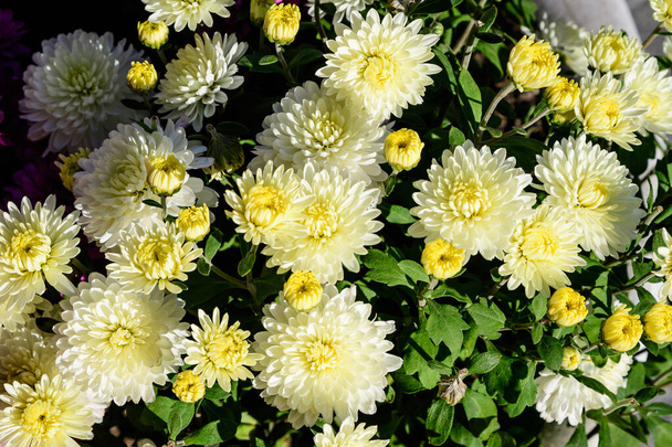 Gruppo di fiori bianchi gialli di crisantemo x morifolium ligth in una giornata autunnale soleggiata, vista dall'alto - Foto, immagini