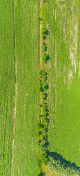 Vista aérea del paisaje de verano del campo agrícola verde con un camino de tierra y un cinturón forestal al atardecer, disparado desde un helicóptero como un ojo de pájaro, Foto panorámica sobre la parte superior de los campos, Vista del dron
 - Foto, Imagen