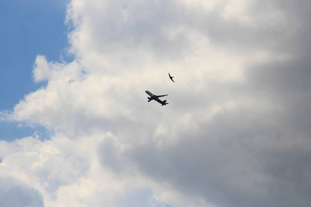 автомобиль и птица - соперники в воздушном пространстве - Фото, изображение