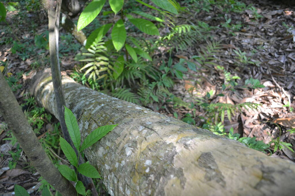 熱帯雨林で倒れ朽ちたヤシの幹が - 写真・画像