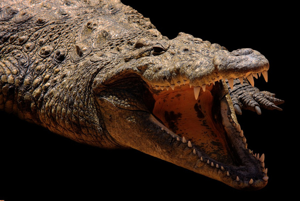 Crocodilo em preto
 - Foto, Imagem