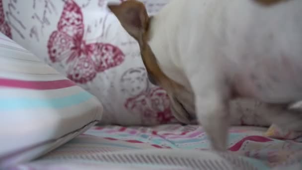 αστείο σκυλί γρατσουνιές κουβέρτα στο κρεβάτι βρίσκεται από μαξιλάρια closeup - Πλάνα, βίντεο