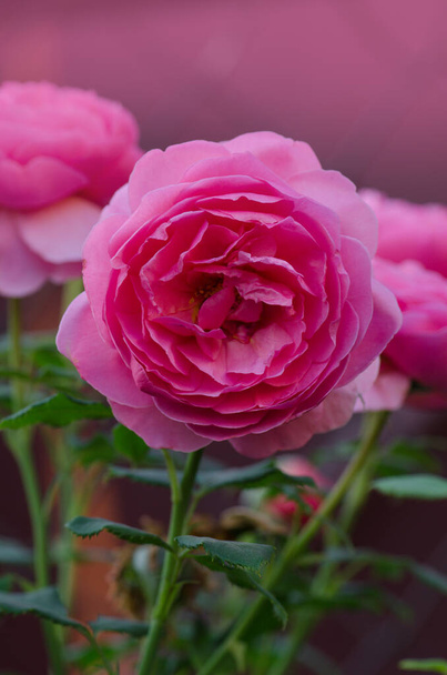 Růžový keř v anglické zahradě. Růžová růže pozadí. Anglická růže v zahradě - Fotografie, Obrázek