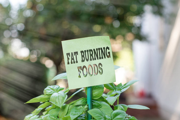 Rukopis psaní textu Fat Burning Foods. Koncept znamená produkovat úbytek tuku tím, že stimuluje metabolismus ke snížení chuti k jídlu Prázdný papír připojený k tyčince a umístěný v zelených listnatých rostlin. - Fotografie, Obrázek