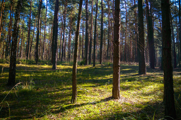 forest - Foto, Imagem