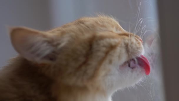 Cat hair clung to windowpane. Cute ginger cat licks sticky layer of duct tape on the window. Fluffy pet likes to lick sticky surfaces. - Video, Çekim