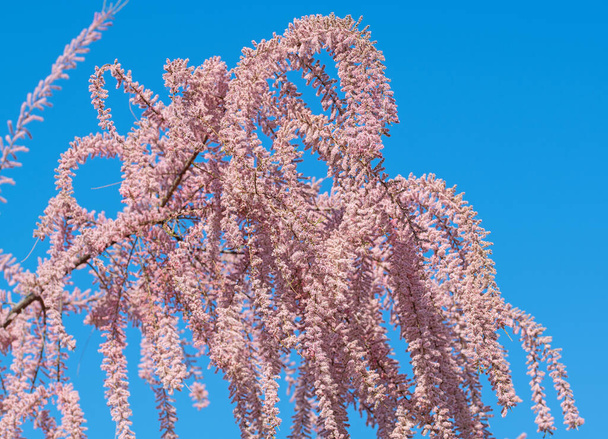 Tamarisco floreciente, Tamarix, en primavera
 - Foto, Imagen