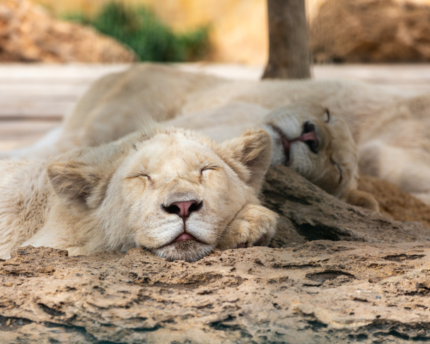 若い白いライオンは彼の目を閉じて、静かに休息を持っている - 写真・画像