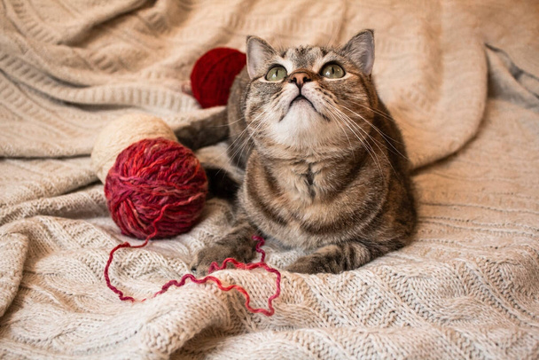Braun gestreifte Katze liegt auf gestricktem, beigem Wollkleid mit Fadenballen. Kleine süße Katze. - Foto, Bild
