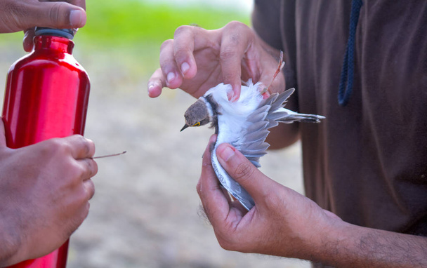 El pájaro había enredado sus alas en una red descartada y se las arregló para retirarla y luego rescatarla.. - Foto, Imagen
