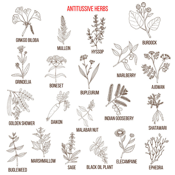 Best antitussive herbs set - Вектор,изображение
