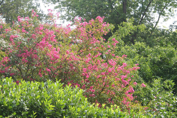 Lagerstroemia indica tree also called Crape myrtle in bloom in the garden. Lagerstroemia pink flowers - Foto, Bild