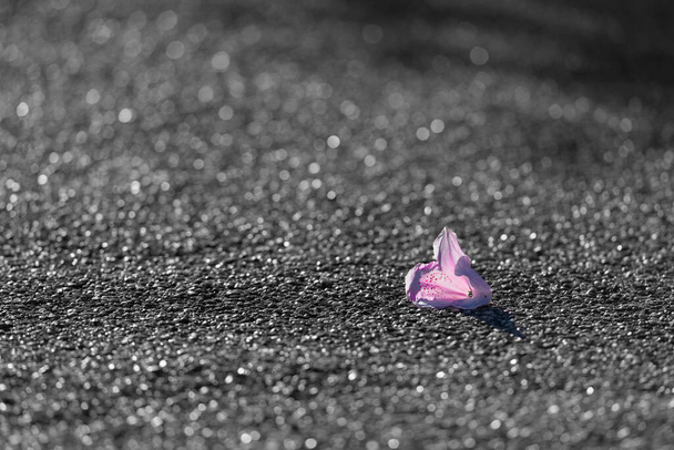 Una cabeza de flor roja y rosa que se desprende de un color caído contrasta con un mar interminable de asfalto que brilla como pequeños guijarros a la luz del sol
. - Foto, imagen
