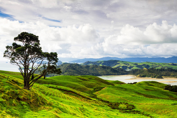 Rolling vihreä maatila kentät alla rauhallinen sininen taivas Uuden-Seelannin pohjoisella saarella, Coromandelin niemimaalla. Värikäs panoraama yli niittyjen. - Valokuva, kuva