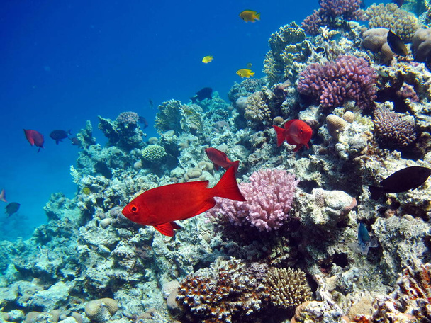 Piękna ryba na rafie Morza Czerwonego. - Zdjęcie, obraz
