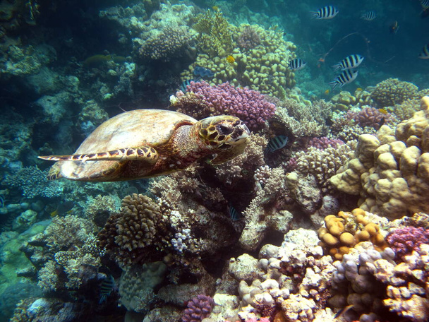 Θαλάσσιες χελώνες. Μεγάλη Reef Turtle. Μπισά. - Φωτογραφία, εικόνα