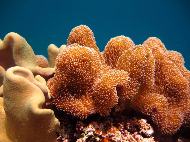 Krásné korálové útesy Rudého moře. - Fotografie, Obrázek