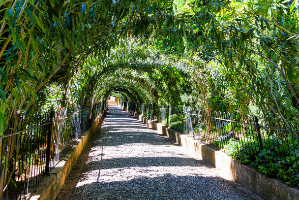 Зеленый туннель, образованный тканными ветвями деревьев, простирающихся прочь, сад Альгамбра, Гранада, Андалусия, Испания - Фото, изображение