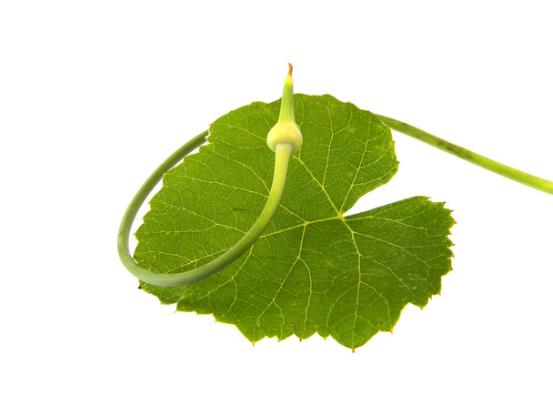                                Folha de uva isolada sobre fundo branco - Foto, Imagem