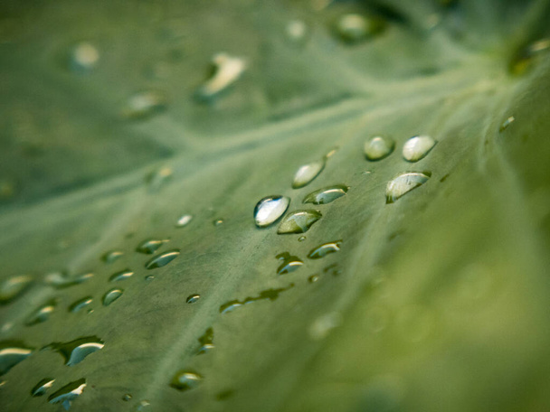 water droplet on caladium leaf - Photo, image