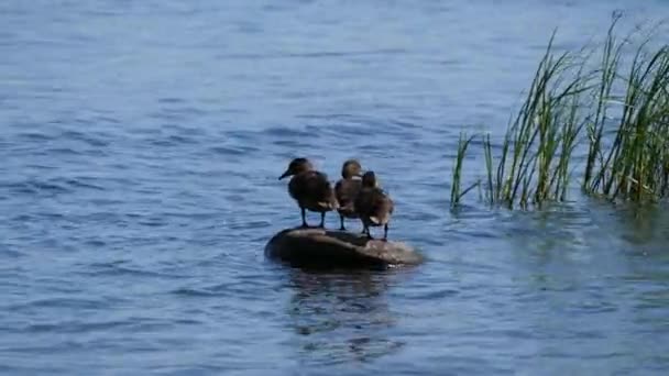 Ducklings on the baltic sea - Footage, Video