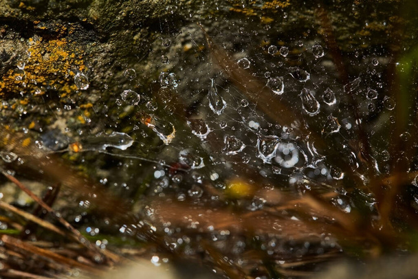 Fondo natural borroso.Grandes gotas de agua después de la lluvia en la red. Abstracto gota de agua para el fondo. Gotas de agua en una tela de araña
. - Foto, Imagen
