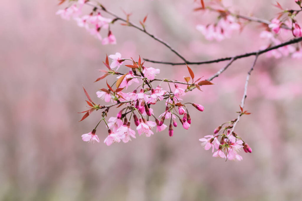 Choose soft focus, beautiful Sakura blossom, Prunus cerasoides in Thailand, bright pink flowers of Sakura on the high mountains of Chiang Mai. The beautiful scenery of the blossoming Sakura blossoms - Photo, Image