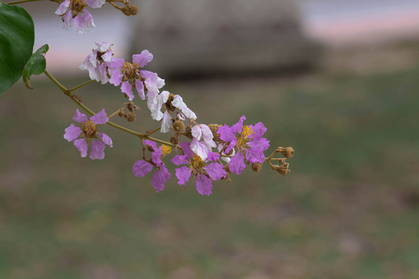 Pastelově fialový květ bungorského stromečku.Květy kvetou v létě.Fialový a bílý květ na rozmazaném přírodním pozadí. - Fotografie, Obrázek