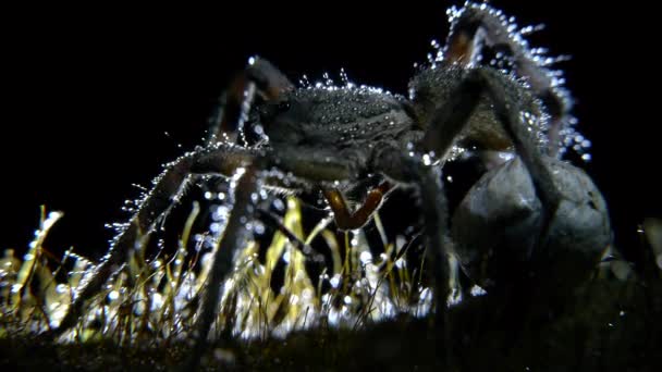 Kurt örümceği - Video, Çekim