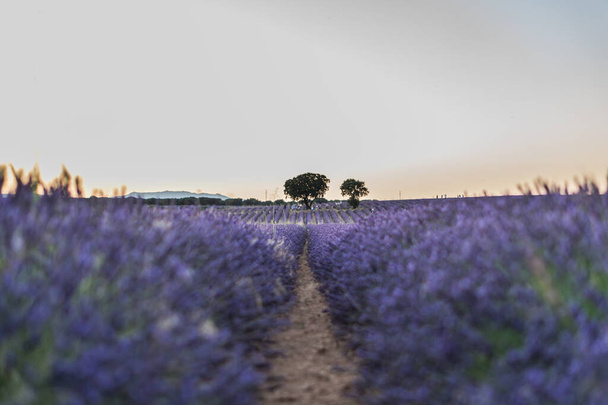 スペインブリウエガのラベンダー畑の水平撮影 - 写真・画像