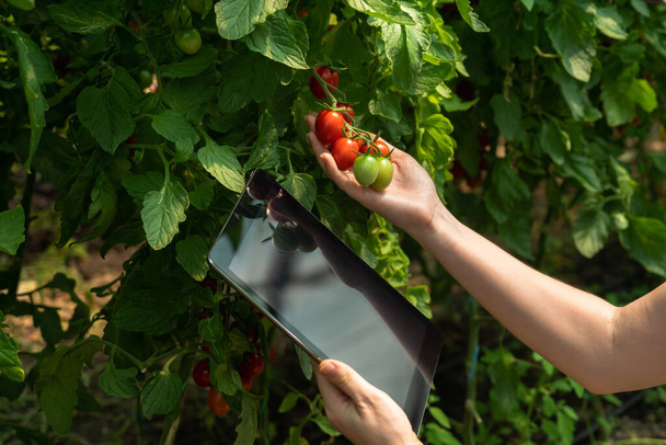 Woman farmer with digital tablet in cherry tomatoes greenhouse. Smart organic farm. - Foto, immagini
