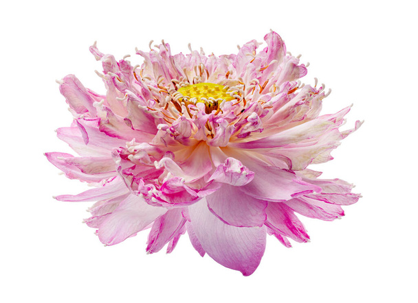 Lotus kukka, lähikuva vaaleanpunainen lootus kukka kukinta eristetty valkoisella pohjalla, jossa leikkuupolku   - Valokuva, kuva