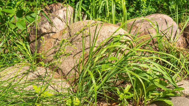 Elements of landscape design - medium boulders in the grass on a plot close-up - Foto, imagen