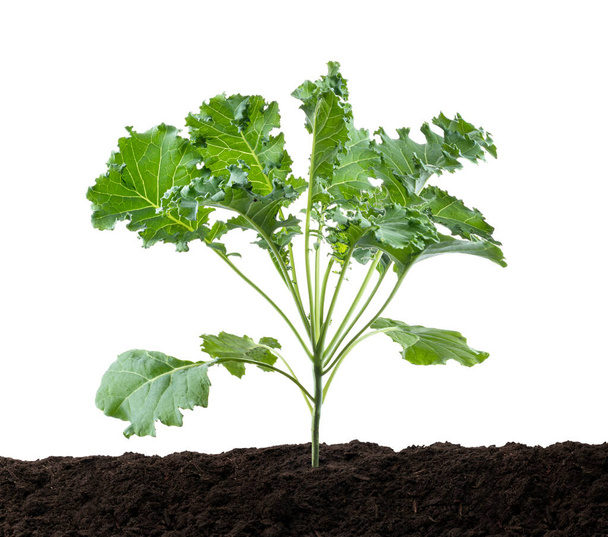 Kędzierzawy jarmuż lub Organiczny niebieski curled szkocka jarmuż, Kale roślin rosnących w glebie, izolowane na białym tle ze ścieżką wycinania - Zdjęcie, obraz