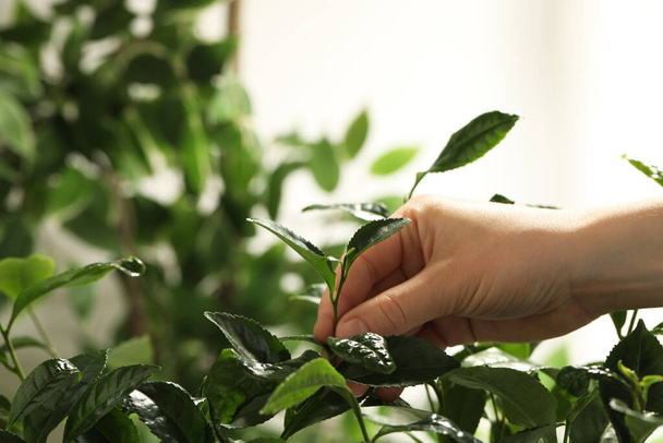 Farmer picking green tea leaves against light background, closeup - Φωτογραφία, εικόνα