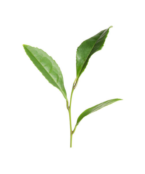 Green leaves of tea plant isolated on white - Foto, Bild