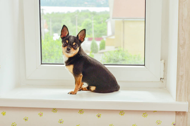 Chihuahua cinsinden küçük güzel bir köpek pencerenin kenarındaki beyaz bir pencere pervazında tek başına oturuyor. İyi günler. Pencere kenarında Chihuahua köpeği. Evcil hayvan sahibini pencerede bekliyor. Köpek üç renkli. köpek - Fotoğraf, Görsel