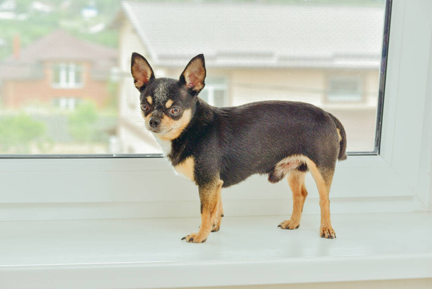 Маленький гарний пес породи чіхуахуа сидить один на білому віконці біля вікна. Добридень. Пес чіхуахуа на підвіконні. Пет чекає на власника біля вікна. Собака триколор. Пес - Фото, зображення